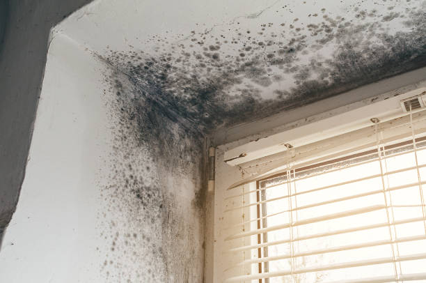 Affordable Mold Remediation solutions in Brunswick, NC